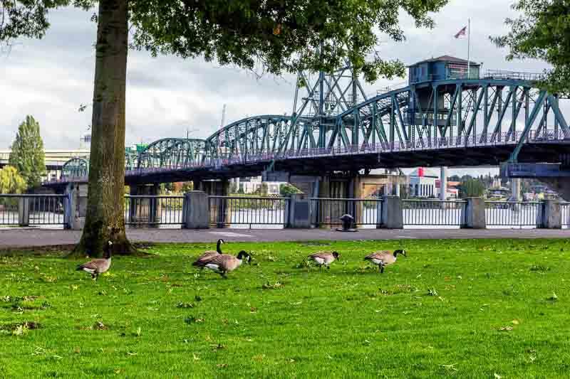 14 Free Things to Do in Portland: Explore its Natural Beauty 4 Geesse in Tom McCall Waterfront Park