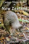 Looking for something extraordinary to do on your trip to New Zealand? Here's our list of unique and off-the-beaten path activities like seeing a kiwi bird in the daytime on Stewart Island.