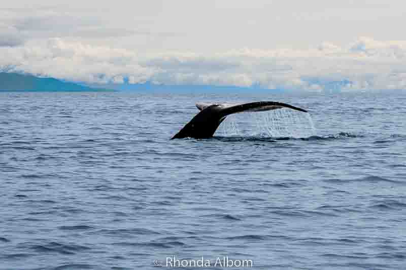 11 Things Alaska is Famous for (and Known for too!) 11 Whale tail I saw while whale watching in Hoonah, Alaska