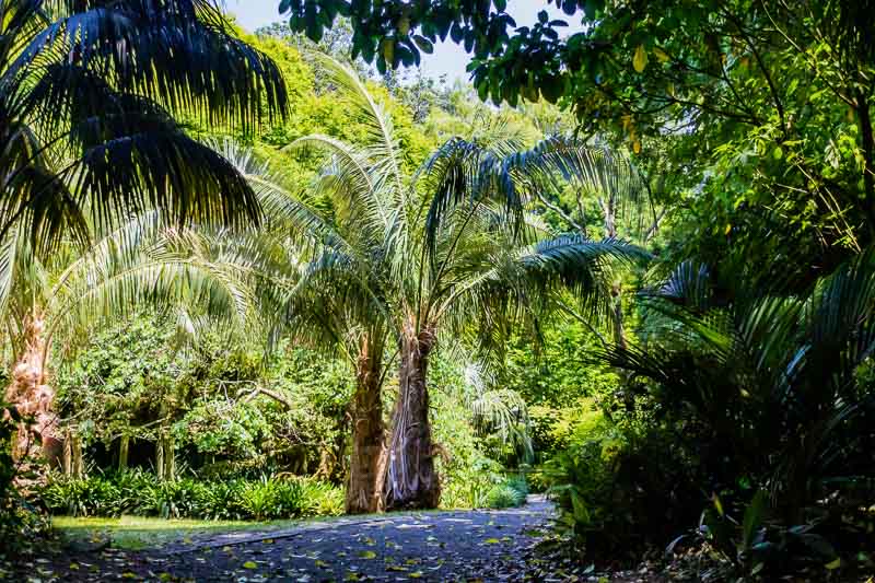 9 Best New Zealand Gardens - Relax in Botanic Bliss 9 A strole through the Pukekura Park botanical gardens. New Plymouth, New Zealand