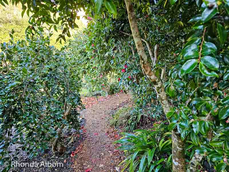 Whangarei Quarry Gardens 113141