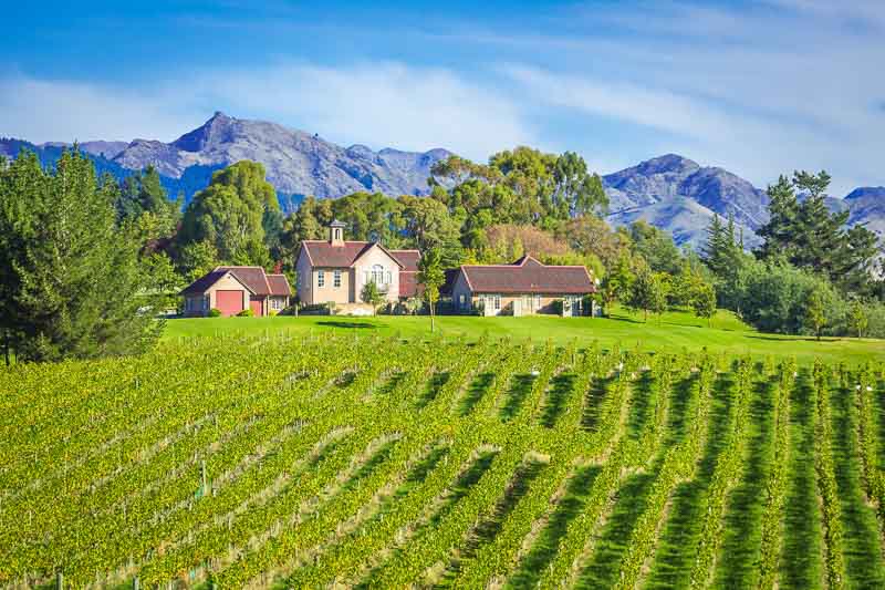 A small vineyard in the Marlborough region on the South Island of New Zealand