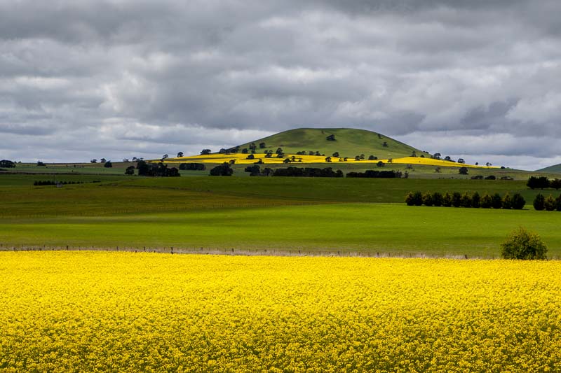 We saw many lovely canola fields in the Victorian goldfields as we completed our Adelaide to Melbourne road trip