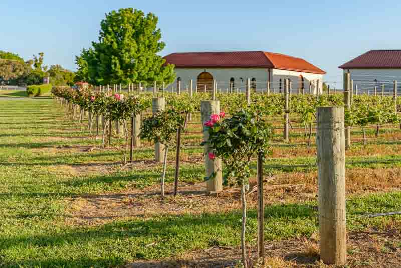 Vineyards at Coonawarra