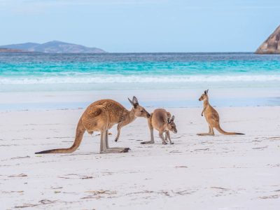 Kangaroos on a beach in Western Australia are one of the many fascinating things we have spotted in some of our favourite Australian coastal cities.