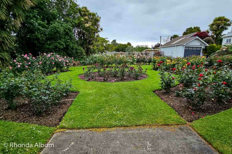 Hempton Rose Garden on of the hidden gems things to do in New Plymouth