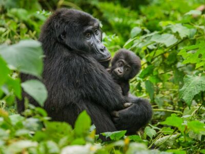 Seeing mountain gorillas is one of many incredible wildlife encounters in Uganda