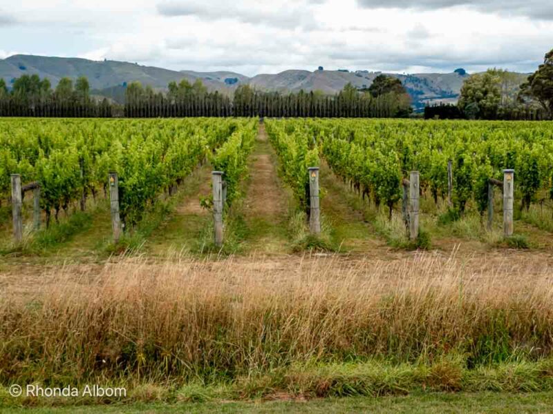 Wairarapa New Zealand Urlar Vineyard 20250218 122008