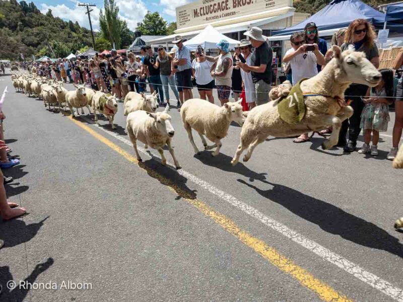 Sheep races at Whangamomona Republic Day 2025