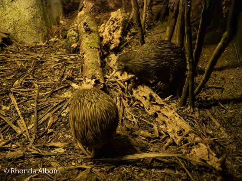 Kiwi at the National Aquarium of New Zealand in Napier