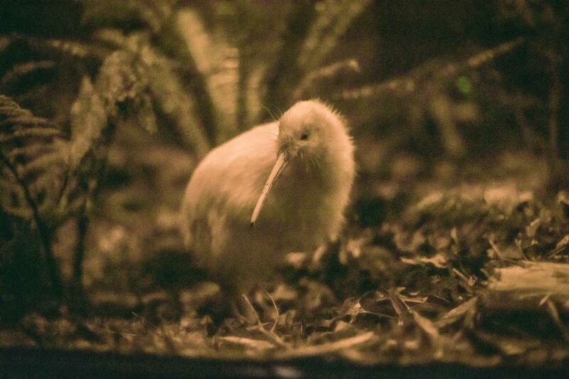 Rare white kiwi at Pukaha National Wildlife Centre