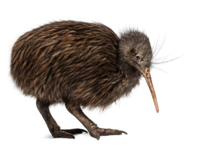 North Island Brown Kiwi - Where to see kiwi in New Zealand