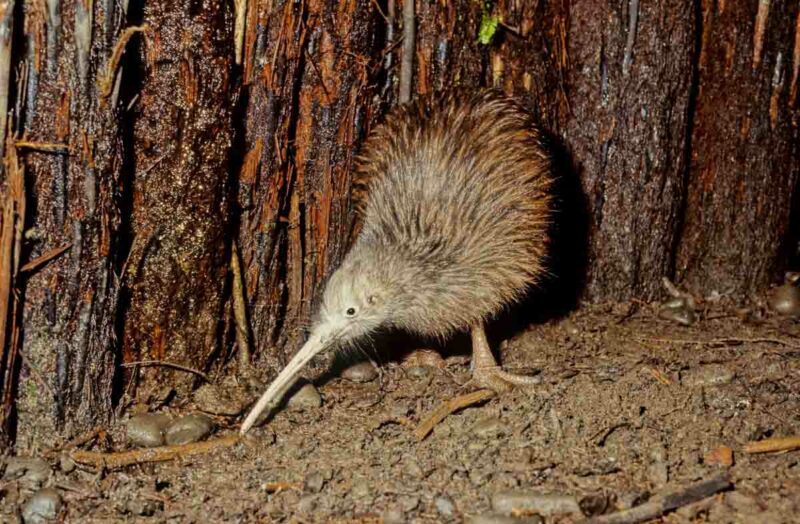 Kiwi in New Zealand rummaging in the underbush