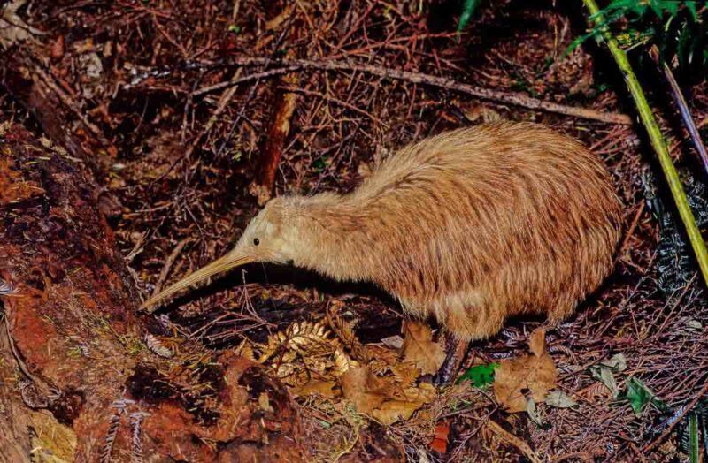 Flightless kiwi bird in New Zealand forest