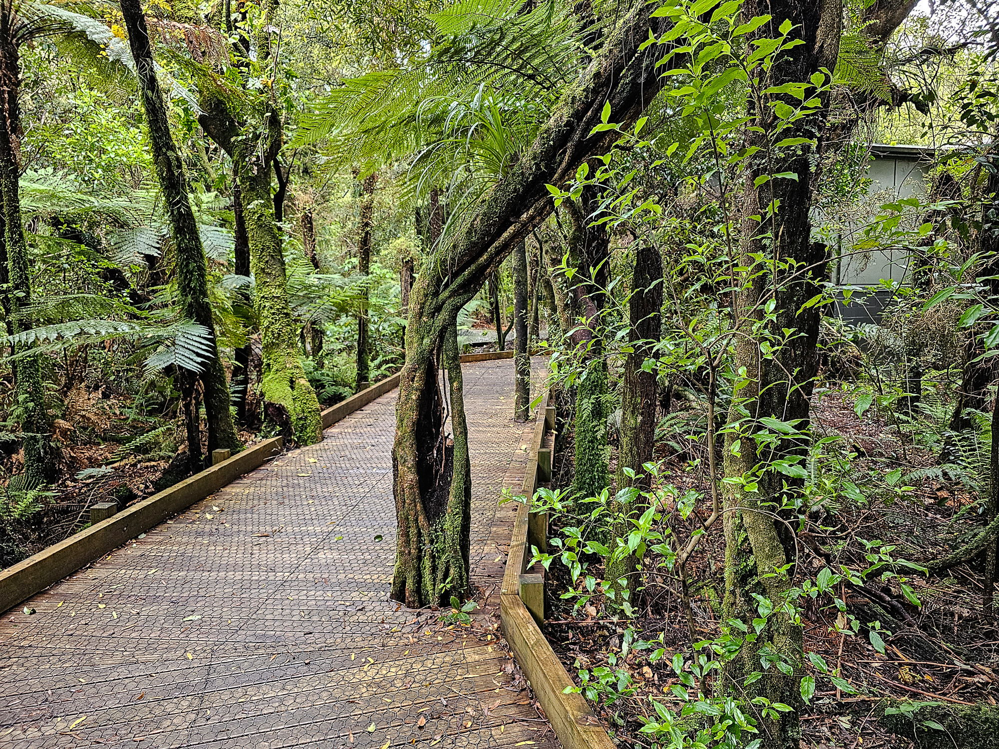 Walking path at Pukaha National Wildlife Centre, a favourite stop on our Auckland to Wellington drive