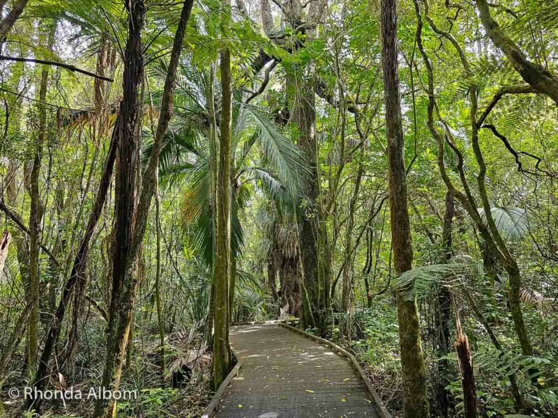 Path at Nga Manu Nature Reserve on the Kapiti Coast, our first stop as we did a Wellington to New Plymouth road trip