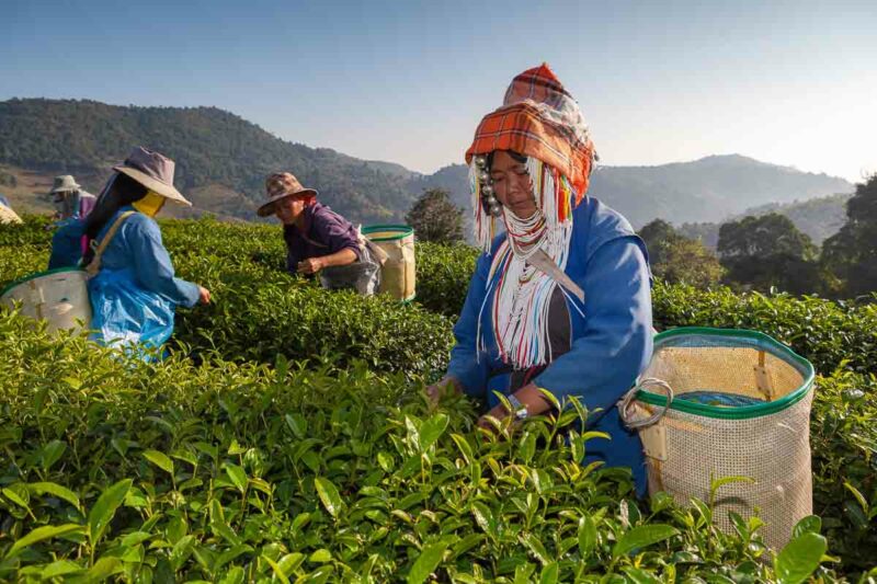 Tea plantation at Chui Fong , Chiang Rai, Thailand.