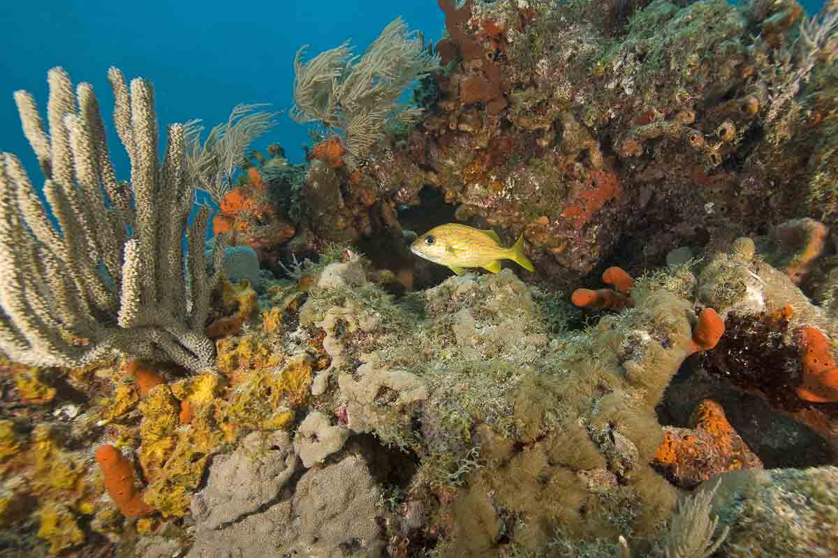 The barrier reef with coral and sea life at Key Largo is one of the best day trips from Miami Florida