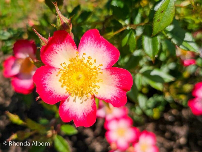 Parnell Rose Garden 2 5