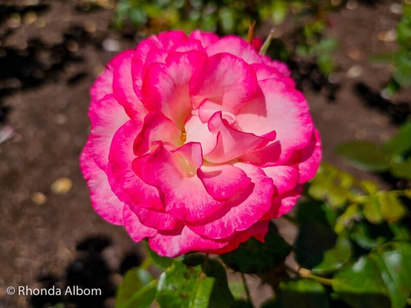 Parnell Rose Garden 2 7