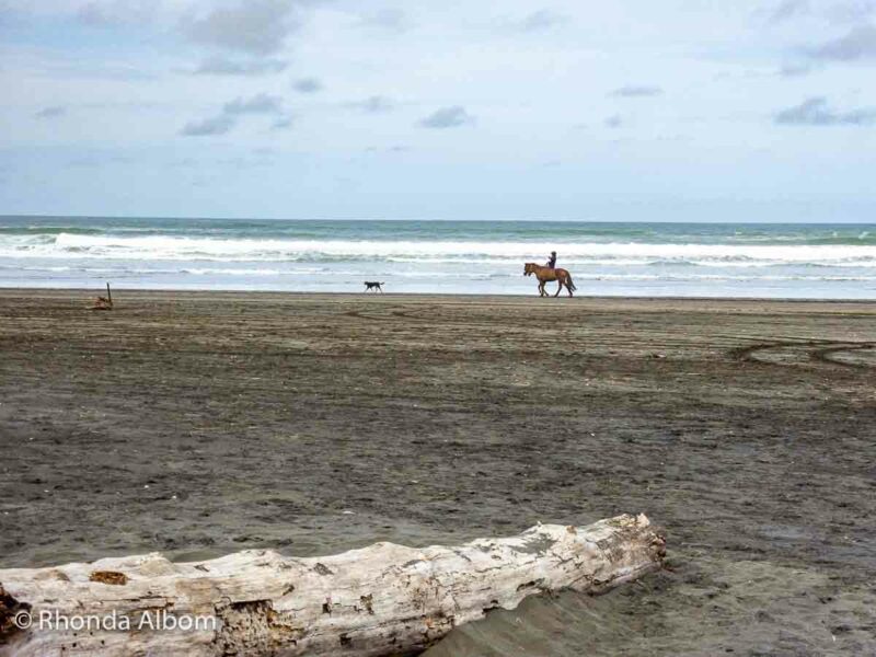 Horse riding on Karioitahi Beach is one of the best things to do in South Auckland.