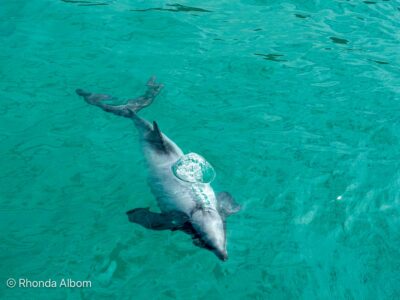 We saw Hector's Dolphins while on a nature cruise during our one day in Akaroa.