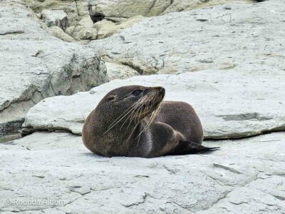 Sealions on the rocks at Point Keen seen one of our day trips from Chrstchurch