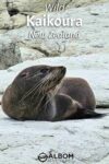 Explore the best of Kaikoura. Discover 10+ top activities from whale watching to breathtaking hikes. Perfect for anyone wanting to experience the beauty of nature.