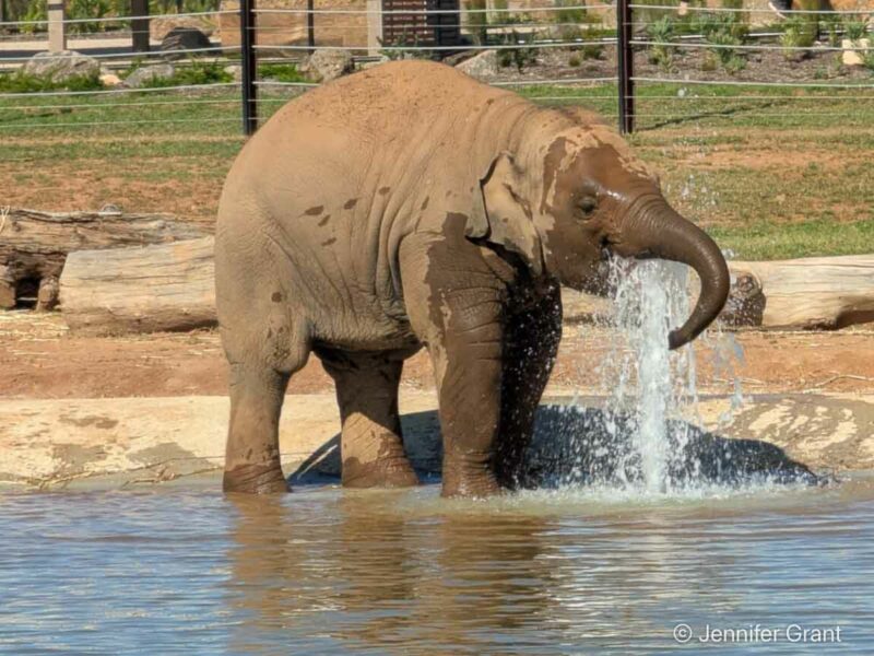 The newest habitat at Werribee Zoo is an $88 million dollar African elephant trail.