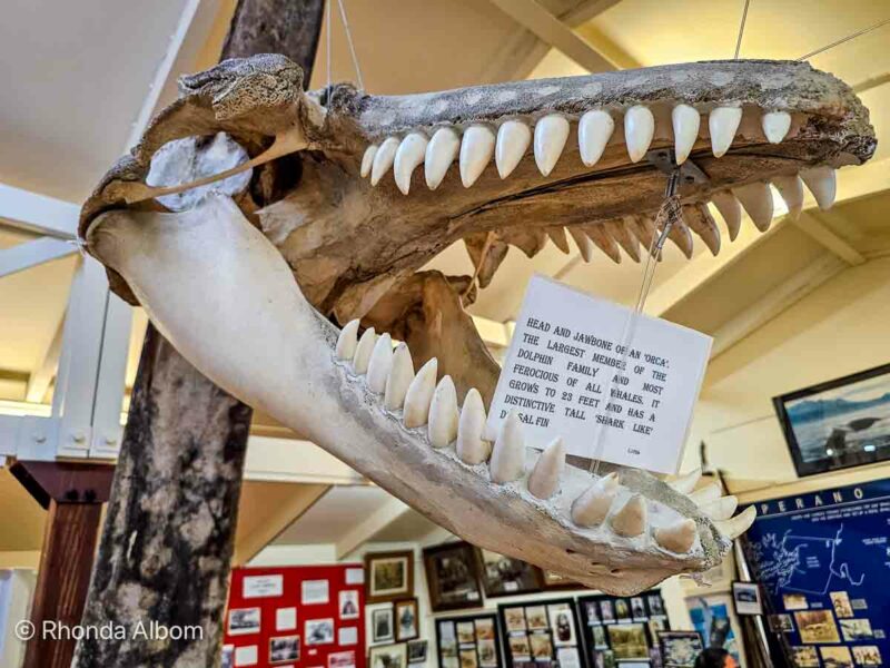 Orca jaw skeleton at Museum of Heritage and Whaling