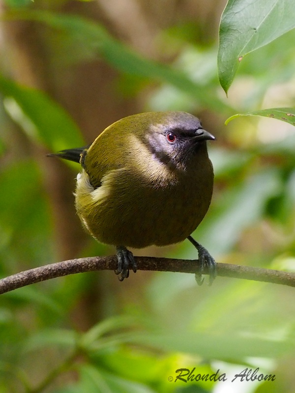 Bellbird, endemic to New Zealand - could be the Angry Birds Model Bellbird, endemic to New Zealand and commonly seen in much of the country