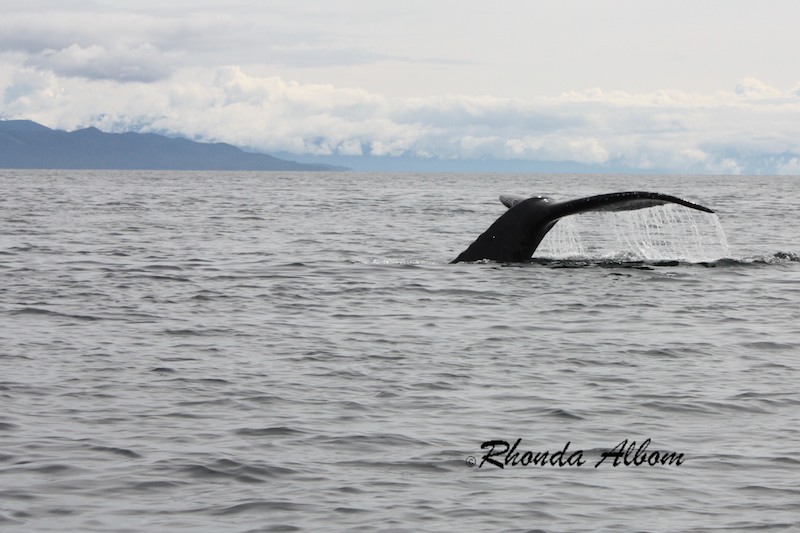 Whale Watching or Bear Search: Icy Strait Point Cruise Port