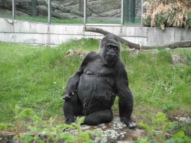Unusual Things to Do in Berlin Germany for Your Berlin Itinerary 19 Gorilla in an outdoor enclosure at the Berlin Zoo