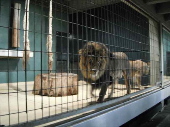 berlin-zoo-poor-animals-kept-in-concrete-cages