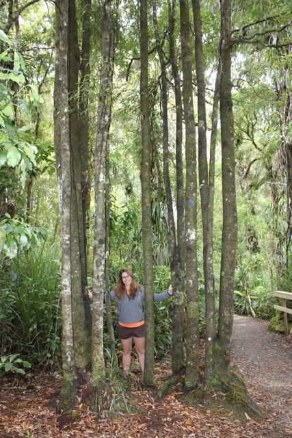 Waipoua Forest New Zealand Kauri