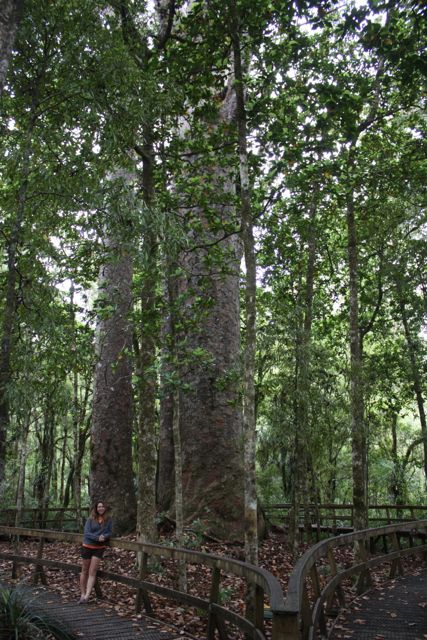 Waipoua Forest Four Sisters new zealand kauri
