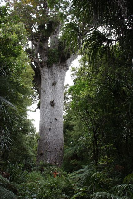 Tane Mahuta, Lord of the Forest in the Waipoua Forest New Zealand