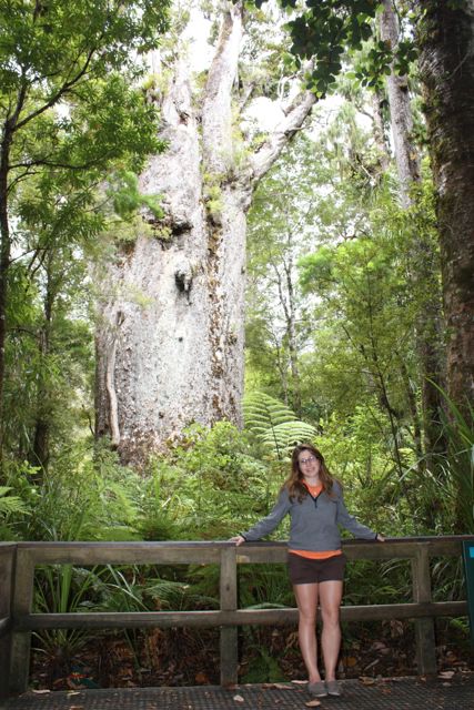 Waipoua Forest Tane Ngahere Father of the Forest