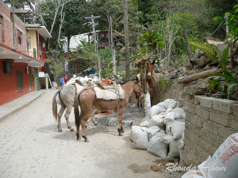 Donkeys are the main transportation in Yelapa, Mexico