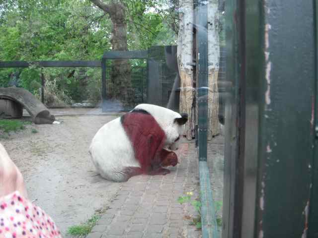 The giant panda, waiting to be fed at the Berlin Zoo The giant panda, waiting to be fed at the Berlin Zoo
