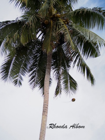 Tossing a coconut from a Palm Tree