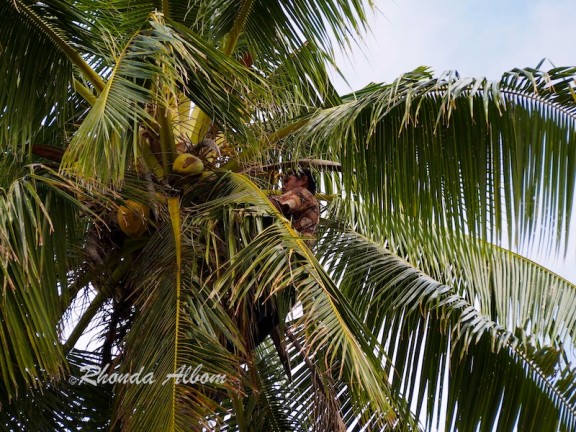 Step 1: Climb to the top of the coconut palm tree