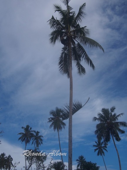 Trimming back the coconut palm tree