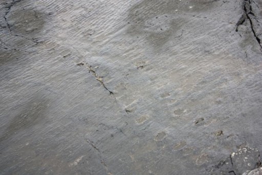 tetrapod tracks Ring of Kerry